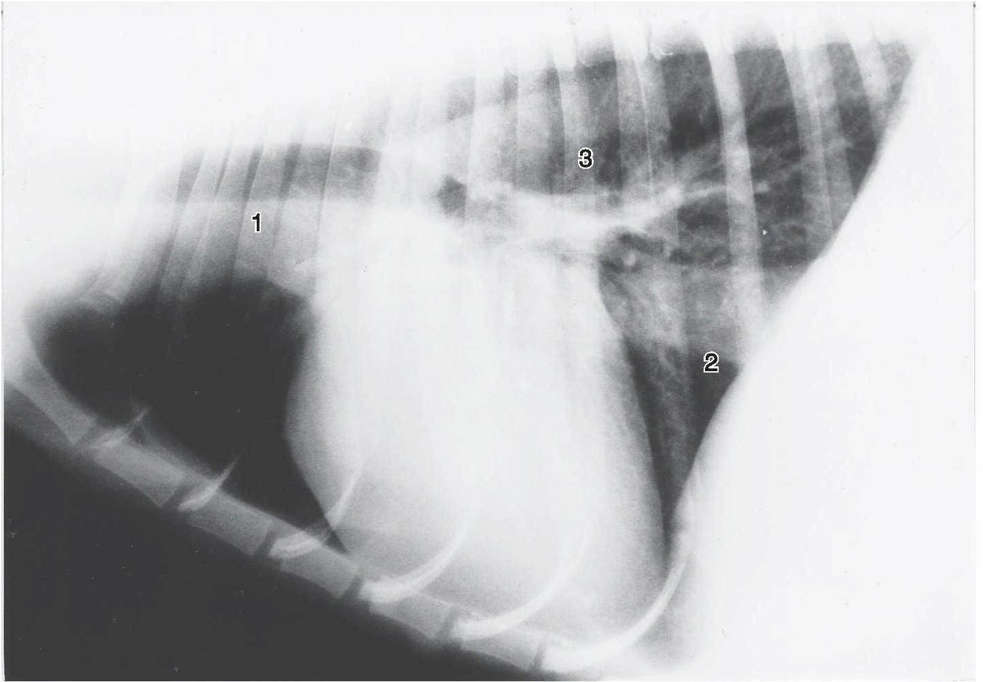 后腔静脉·主动脉·肺动脉干·气管的判读方法